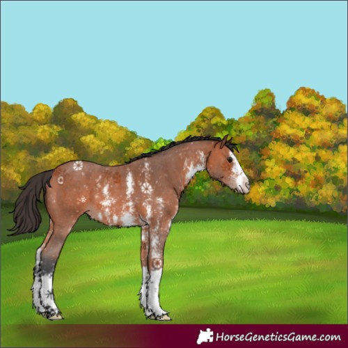 Horse Color:Bay Sabino 
