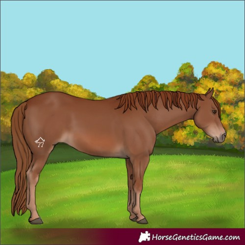 Horse Color:Chestnut 