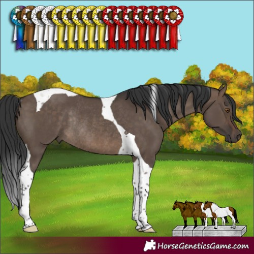 Horse Color:Brown Dun Tobiano Rabicano 