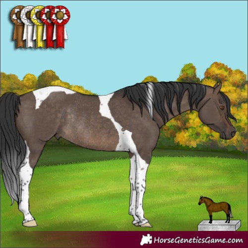 Horse Color:Brown Dun Tobiano Rabicano 