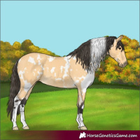 Horse Color:White Spotted Buckskin 