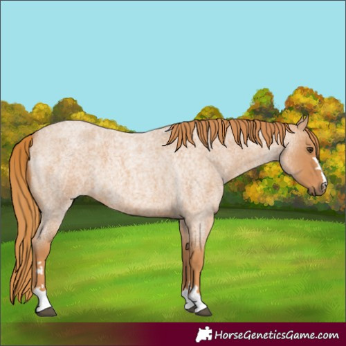Horse Color:Red Roan 