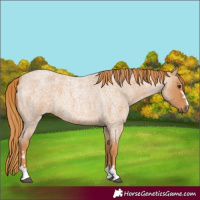 Horse Color:Red Roan 