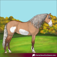 Horse Color:Silver Bay Dun Frame