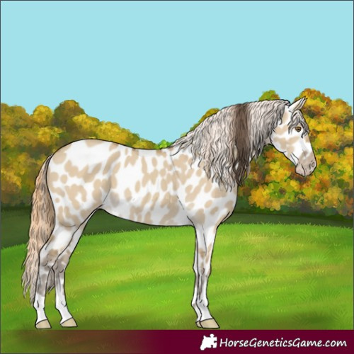Horse Color:Classic Cream Champagne Dun Near Leopard 