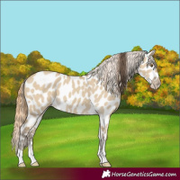 Horse Color:Classic Cream Champagne Dun Near Leopard 