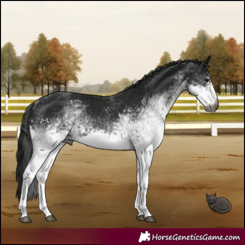 Horse Color:Gray White Spotted Black 