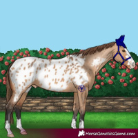 Horse Color:Bay Dun Appaloosa 
