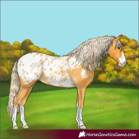 Horse Color:Palomino Blanket Rabicano 