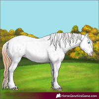 Horse Color:Chestnut Sabino Splash Appaloosa 