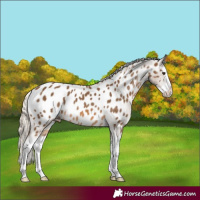 Horse Color:Chocolate Palomino Splash Appaloosa Rabicano
