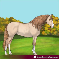 Horse Color:Gold Champagne Dun Rabicano
