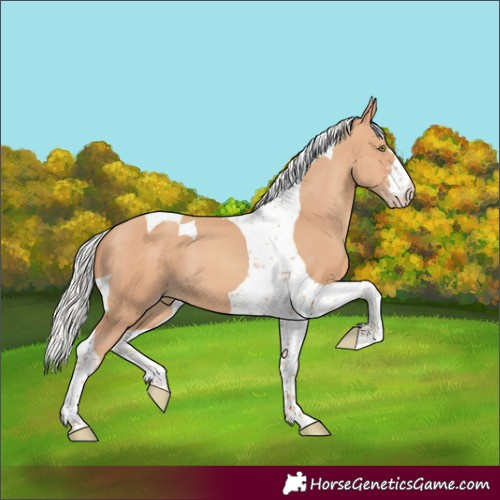 Horse Color:Silver Amber Champagne Tobiano 