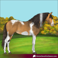 Horse Color:Buckskin Tobiano Frame 