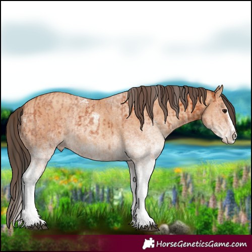 Horse Color:White Spotted Bay Splash and White Spotted Amber Champagne Splash