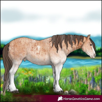 Horse Color:White Spotted Bay Splash  and White Spotted Amber Champagne Splash 