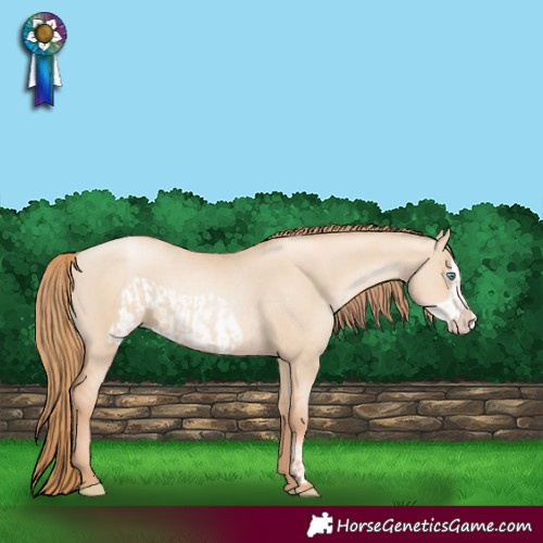 Horse Color:Gold Champagne Pearl Dun Rabicano  and Gold Champagne Pearl Dun Frame Rabicano 