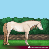 Horse Color:Gold Champagne Pearl Dun Rabicano  and Gold Champagne Pearl Dun Frame Rabicano 