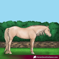 Horse Color:Gold Champagne Pearl Rabicano  and Gold Champagne Pearl Splash Rabicano 