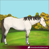 Horse Color:Buckskin Roan Dun Splash 
