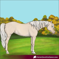 Horse Color:Cremello Dun 