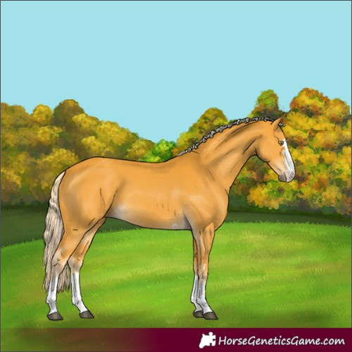 Horse Color:Palomino 