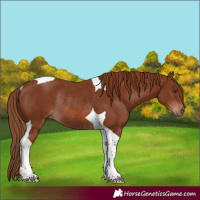 Horse Color:Chestnut Tobiano Rabicano