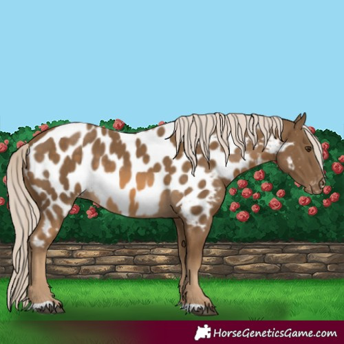 Horse Color:Chocolate Palomino Appaloosa 