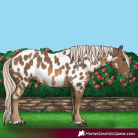 Horse Color:Chocolate Palomino Appaloosa 