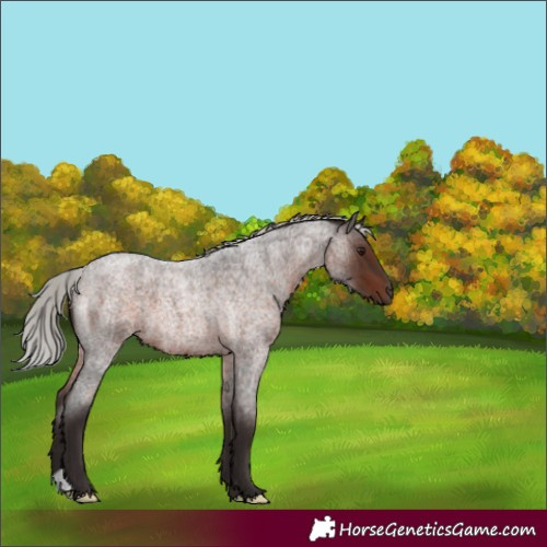 Horse Color:Silver Brown Roan Mushroom 