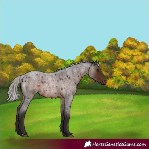 Horse Color:Silver Brown Roan Mushroom 