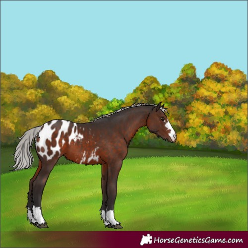 Horse Color:Silver Brown Mushroom Blanket 