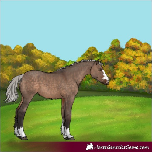 Horse Color:Silver Brown Dun Mushroom 