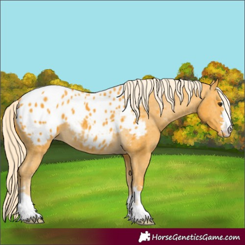 Horse Color:Palomino Appaloosa 