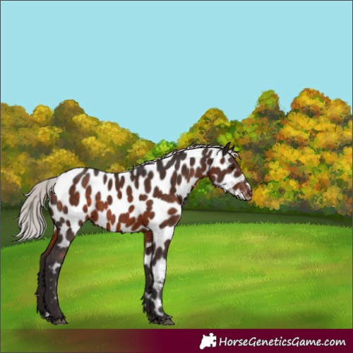 Horse Color:Silver Brown Mushroom Appaloosa 