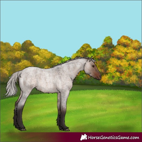 Horse Color:Silver Brown Roan Dun Mushroom 