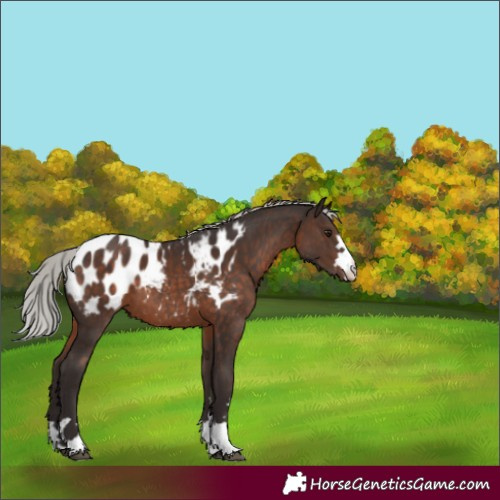 Horse Color:Silver Brown Mushroom Appaloosa 