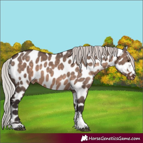 Horse Color:Silver Brown Dun Mushroom Appaloosa 
