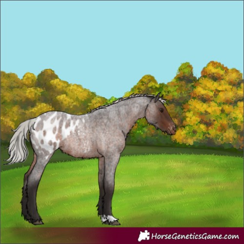 Horse Color:Silver Brown Roan Mushroom Appaloosa 