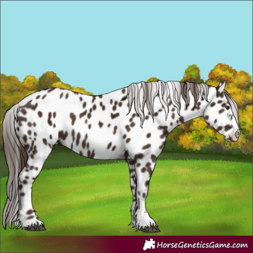 Horse Color:Liver Chestnut Appaloosa 