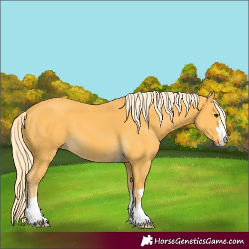 Horse Color:Palomino 
