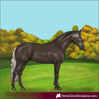 Horse Color:Gray Silver Smoky Black 