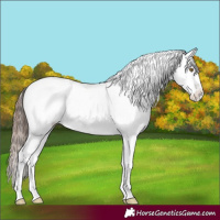 Horse Color:White Spotted Classic Champagne Appaloosa 