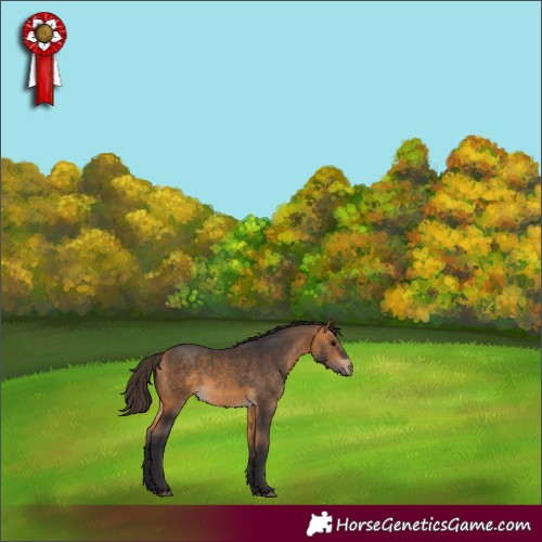 Horse Color:Buckskin 