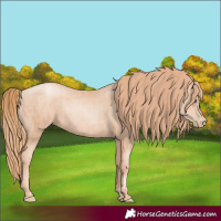 Horse Color:Gold Champagne Pearl Rabicano and Gold Champagne Pearl Rabicano