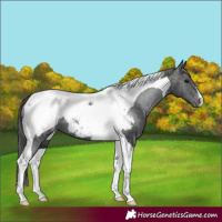 Horse Color:Black Tobiano Appaloosa 