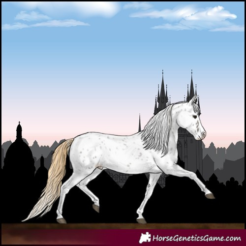 Horse Color:Smoky Grullo Roan Appaloosa 