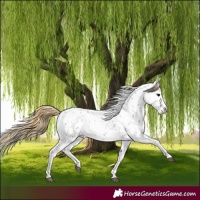Horse Color:Smoky Grullo Roan Near Leopard 