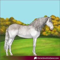 Horse Color:White Spotted Silver Grullo 