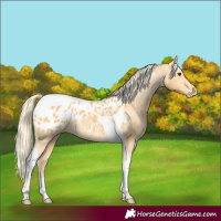 Horse Color:Palomino Tobiano Appaloosa